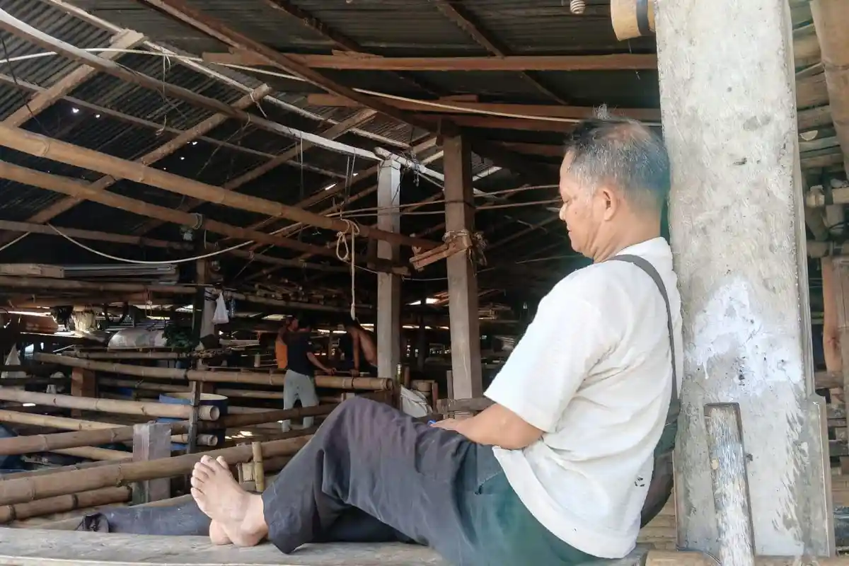 Ada Ojek Babi di Pasar Hewan Bolu Toraja Utara, Penghasilannya Bisa Tembus Jutaan Rupiah Per Hari