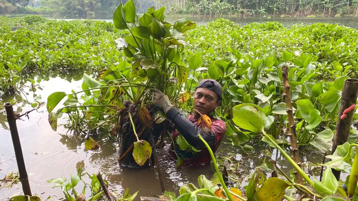 Perjuangan Mang Kiclik 4 Jam Angkut Eceng Gondok dari Saguling KBB Tiap Hari, Kerap Dipatuk Ular