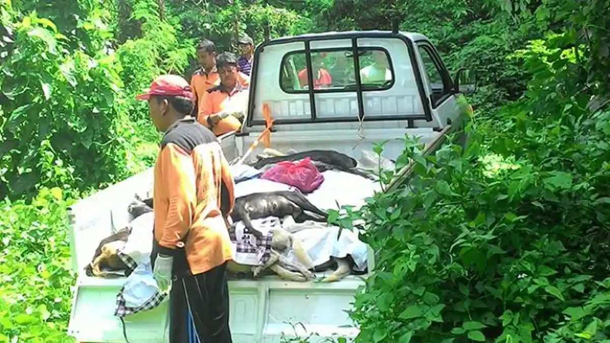 Buleleng Tertinggi Dalam Kasus Korban Meninggal Akibat Rabies di Bali