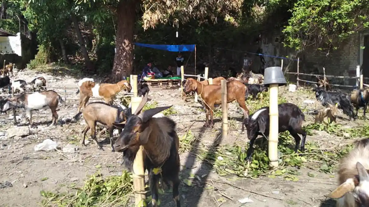 Daftar Harga Hewan Kurban Sapi, Kambing dan Domba Sesuai Jenis dan Bobot untuk Idul Adha 1442 H