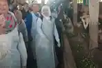 Khofifah-meninjau-kondisi-sapi-kurban-saat-ke-Koperasi-Ternak-Gunungrejo-Makmur.jpg