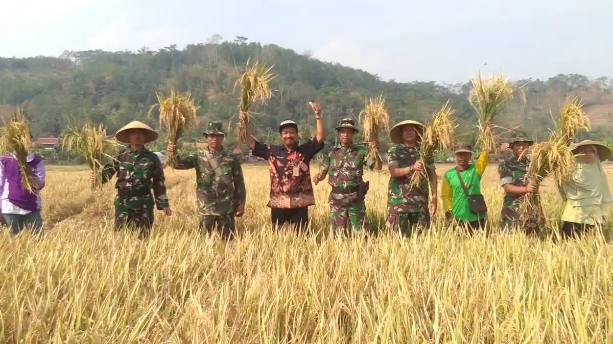 Meski Terserang Hama Wereng dan Kurang Air, Sawah Demplot Koramil ...