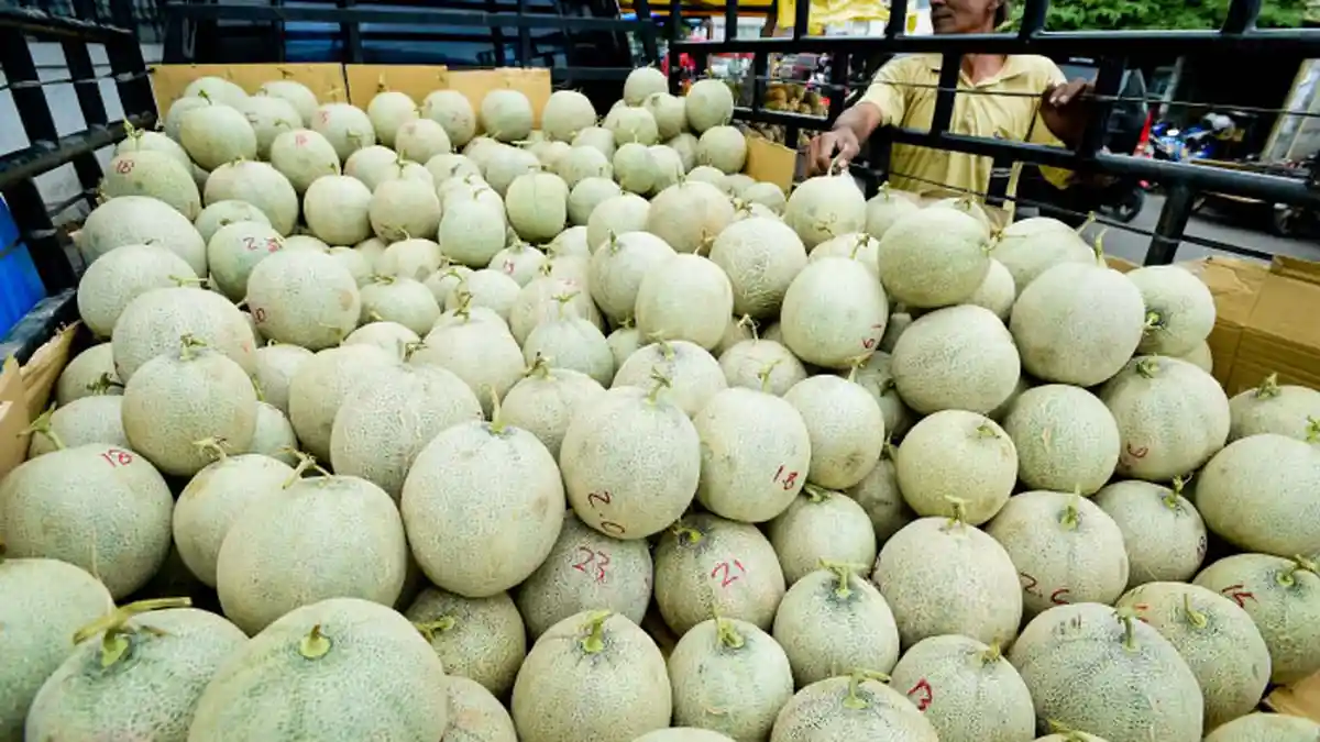 Ini Manfaat Buah Melon Bagi Kesehatan Tubuh, Kontrol Gula Darah hingga Kesehatan Tulang
