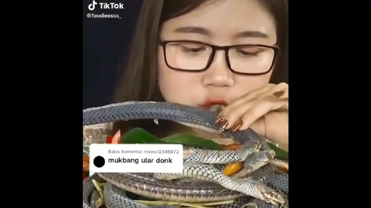 Viral di TikTok, Wanita Cantik Mukbang Ular Mentah: Kek makan sosis!