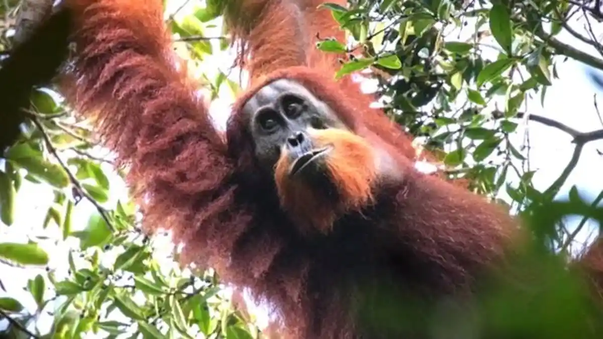 Demi Kelestarian Orangutan Sumatera dan Tapanuli, BBKSDA Siap Gandeng Mahasiswa Sebagai Tim Survey
