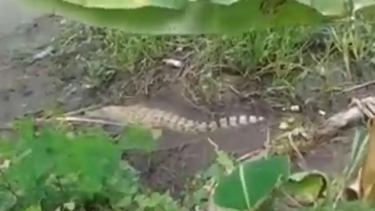 Buaya Berukuran Satu Meter Muncul, Warga Sempat Foto dan Ambil Video, Tapi tak Berani Mendekat