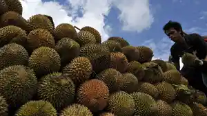 ilustrasi-durian.jpg