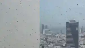 Capture-unggahan-X-tunjukkan-kawanan-burung-gagak-terbang-di-langit-kota-Tel-Aviv-Israel.jpg