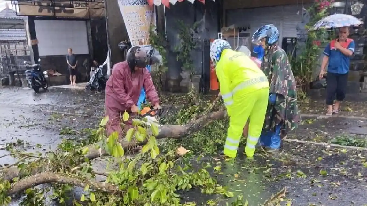 Hujan Dua Hari Akibatkan Pohon Tumbang dan Longsor di Bangli Bali