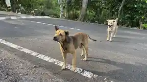 Siswa-SD-diserang-kawanan-anjing-liar-saat-asyik-bermain-di-luar-rumah.jpg