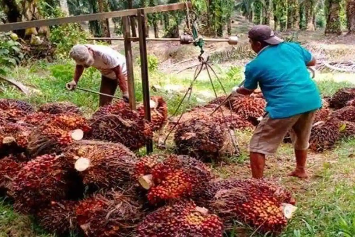Harga TBS Sawit Sumsel Tembus Rp 2 ribu, Petani Diminta Berkelompok, Ini Manfaatnya
