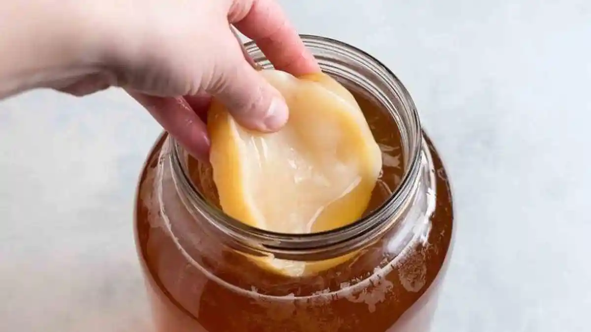 Apa Itu Scoby? Bakteri Jamur yang Digunakan untuk Membuat Minuman Fermentasi