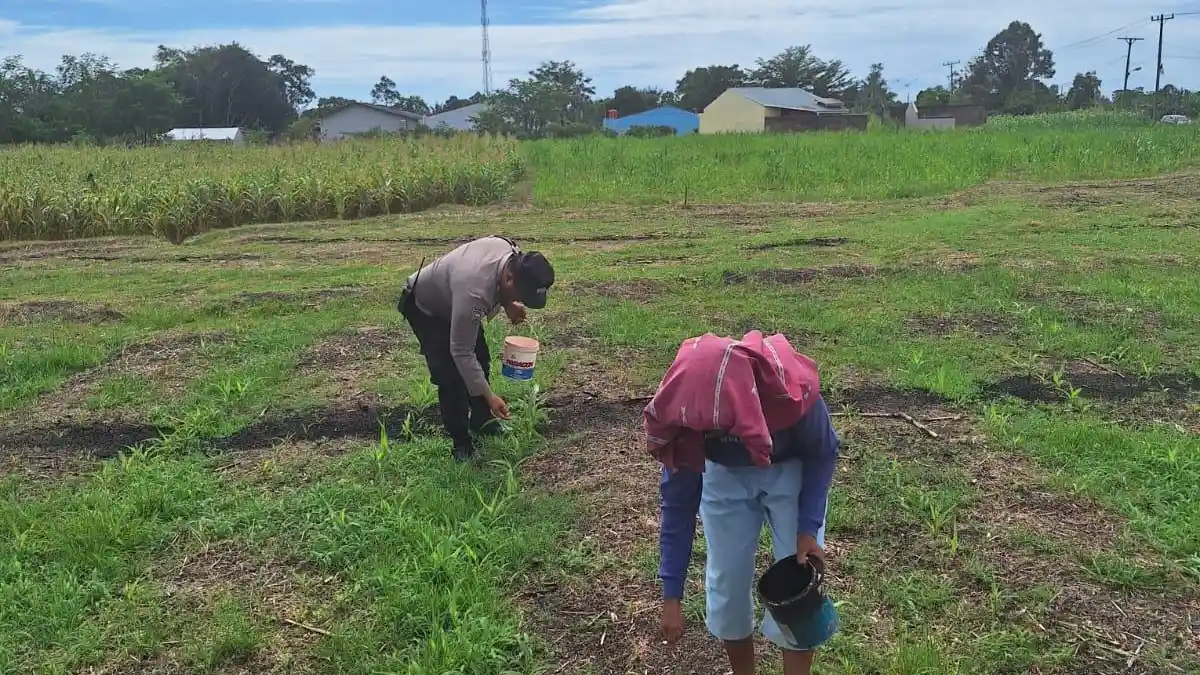 Dukung Ketahanan Pangan, Polsek Siantar Marihat Sambangi Warga di Ladang Jagung