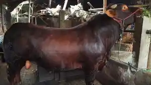 Sapi-bernama-Bagong-milik-Kasidi-di-Magelang.jpg