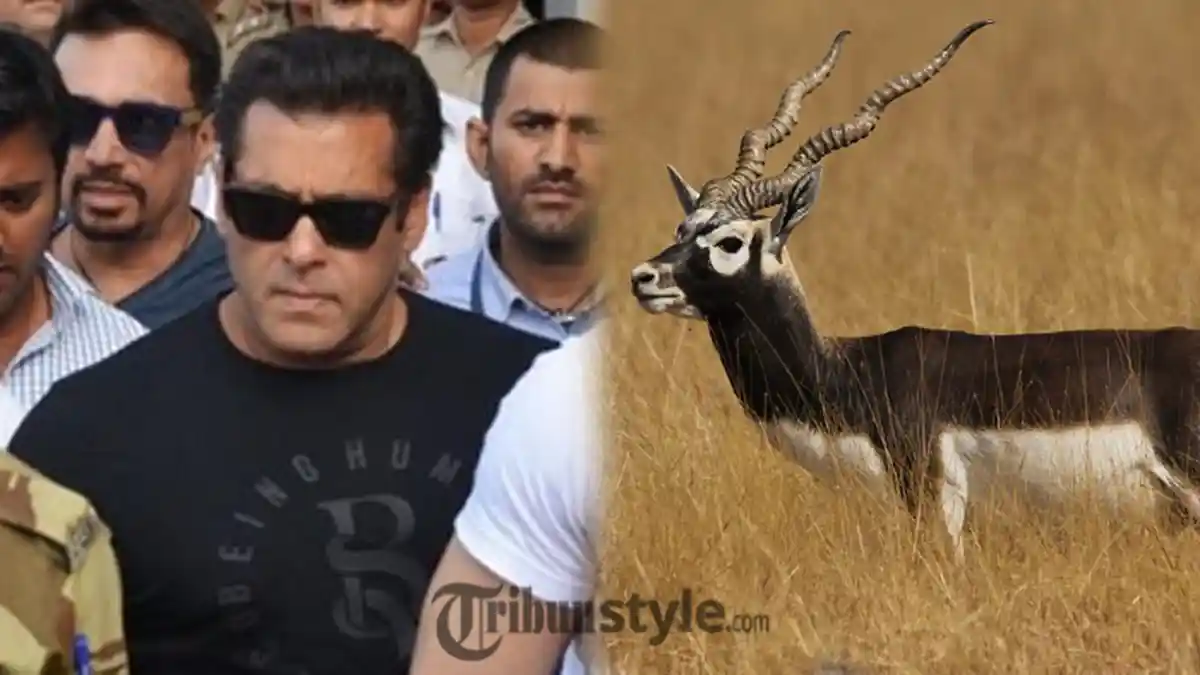 7 Fakta Hewan Antelope yang Sebabkan Salman Khan di Penjara 5 Tahun - Jenis Sapi tapi Mirip Kijang