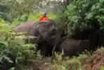 Gajah Penghuni TN Tesso Nilo yang Terdampak Karhutla Diungsikan