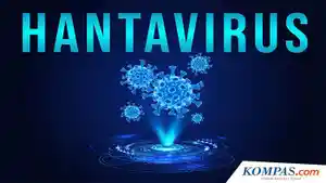 Heboh-Hanta-Virus-Kenali-Potensi-dan-Gejalanya-Penularan-Antarmanusia-Jarang.jpg