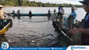 Panen-Ikan-di-Embaloh.jpg