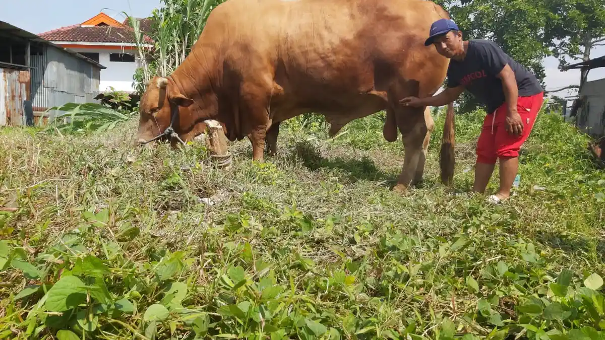 Selain Belajar Ikhlas, Ini Keutamaannya Berkurban Saat Hari Raya Idul Adha 1442 H