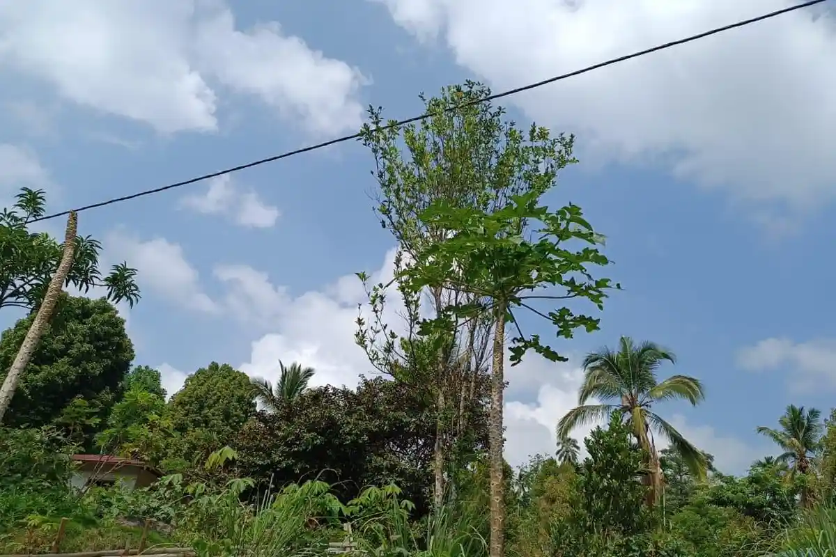 Prakiraan Cuaca Flores Hari Ini Jumat 3 Mei 2024, Sebagian Wilayah Cerah Berawan