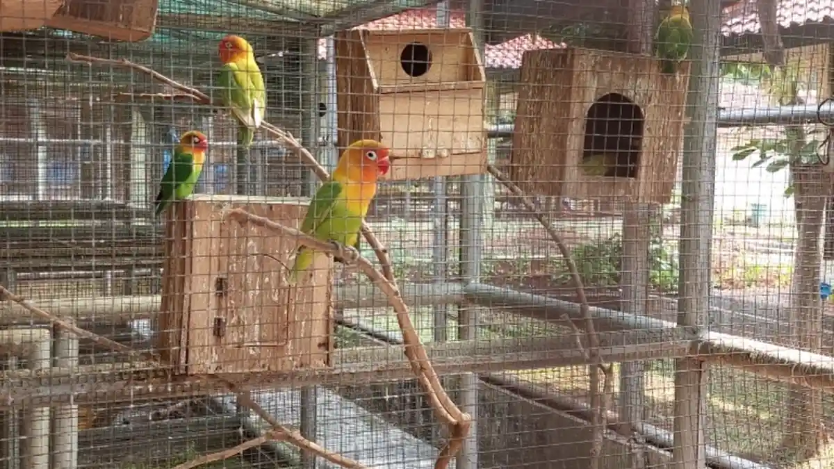 Begini Cara Mandikan Burung Peliharaan Agar Hewan Peliharaanmu Tak Sakit