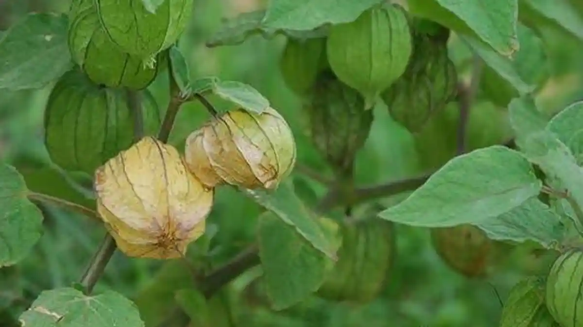 Harga Fantastis Buah Ceplukan di Swalayan Ini Hebohkan Netizen