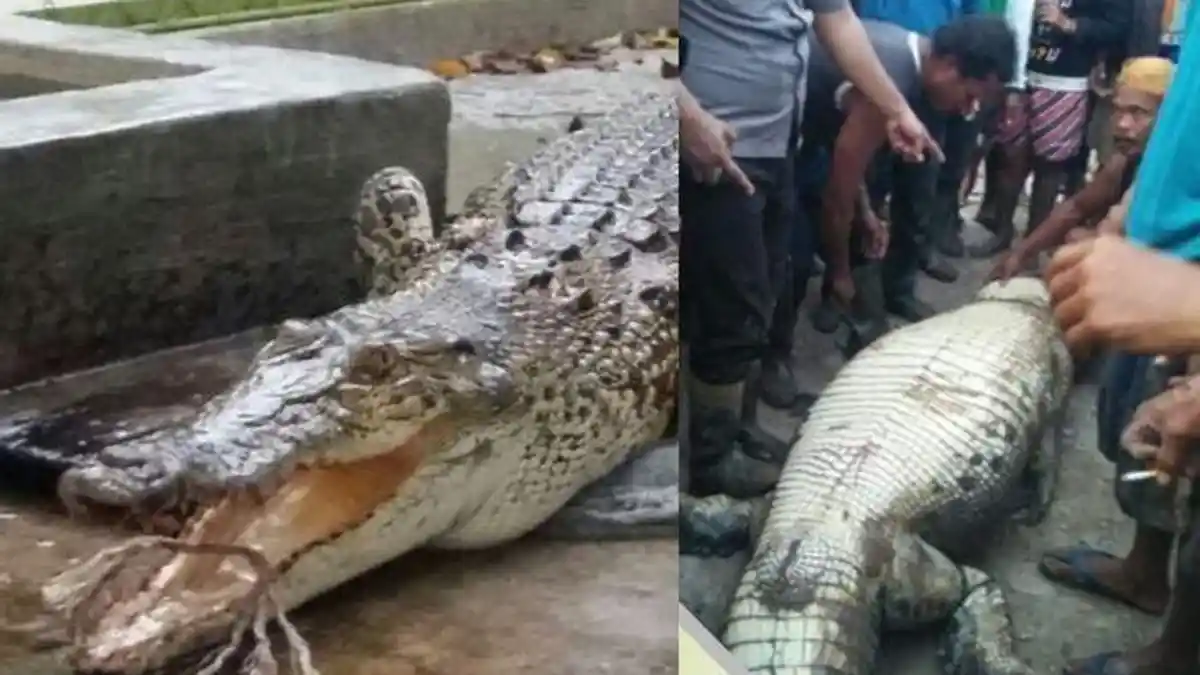 Warga Siak Kaget Temukan Buaya Berperut Buncit, Ternyata Isinya Potongan Tubuh Manusia