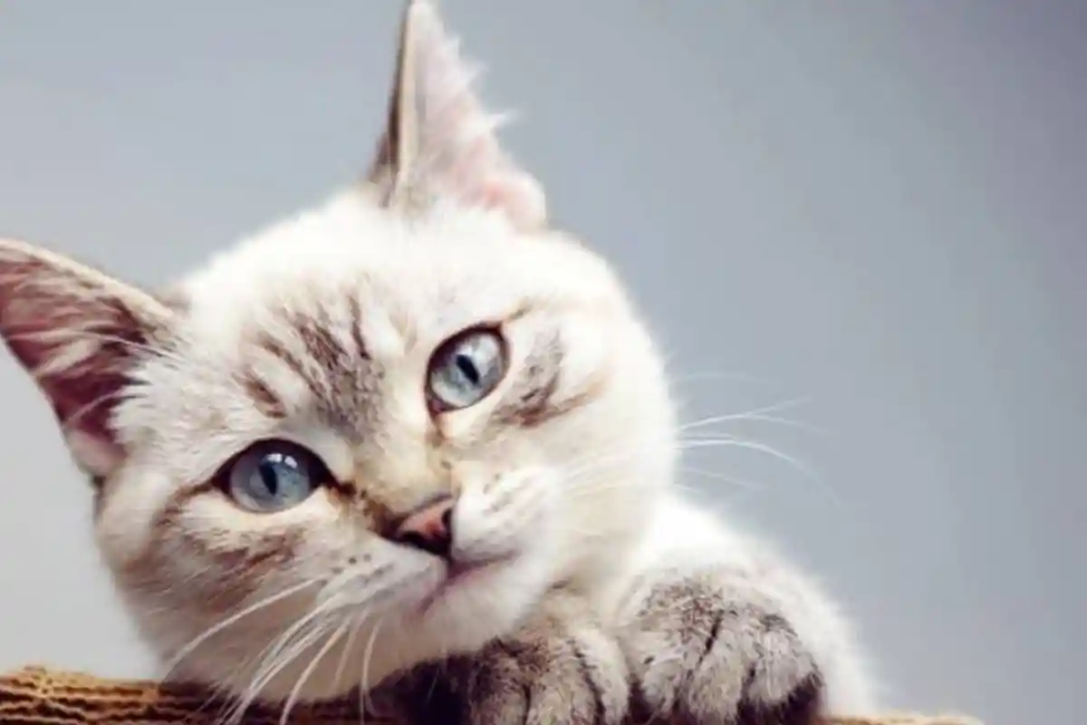 Beli Kucing Melalui Medsos, Mahasiswa Asal Jakarta Yang Tinggal di Malang ini Tertipu