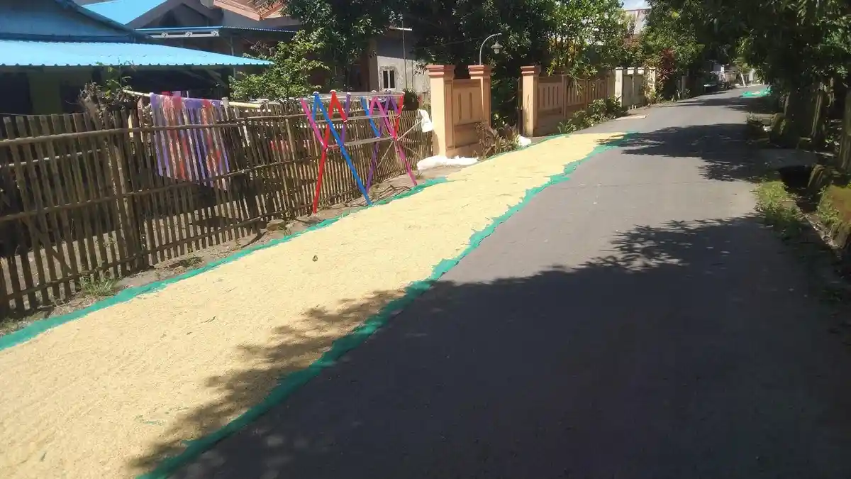 Bulog Sebut Permainan Harga Tengkulak Penyebab Gabah Petani Takalar Dibeli di Bawah HPP