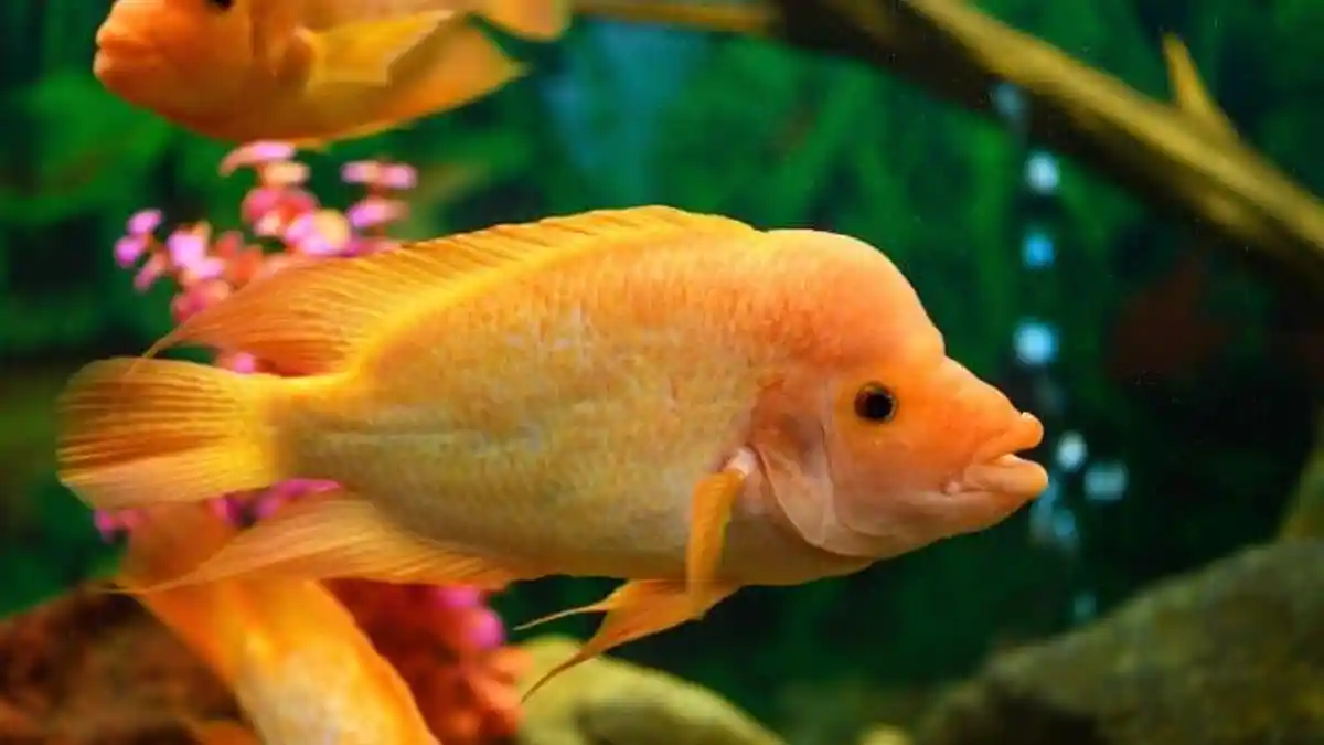 Ikan Red Devil, Predator Kecil yang Berasal dari Danau Managua dan Nikaragua Amerika Tengah
