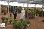 Penjual Pohon Jeruk Kimkit dan Jeruk Cusa