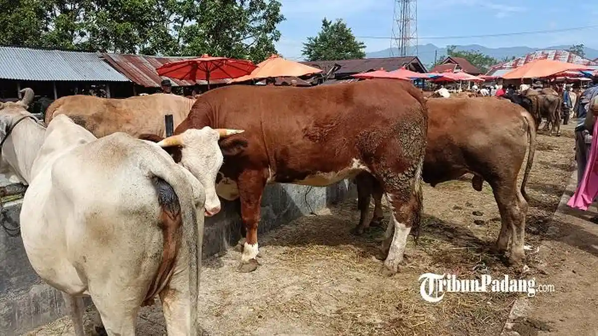Menyembelih Hewan Kurban: Amalan Penuh Makna di Hari Raya Idul Adha