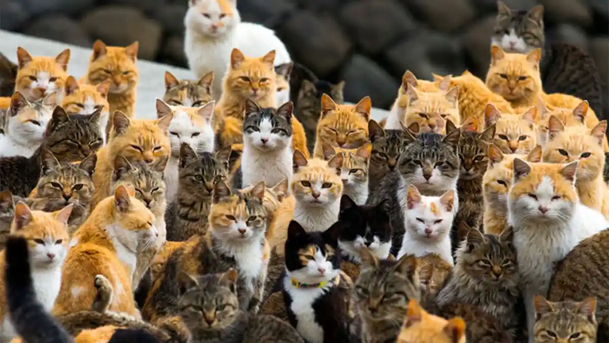 Benarkah Kucing Punya 9 Nyawa? Ini Penjelasannya
