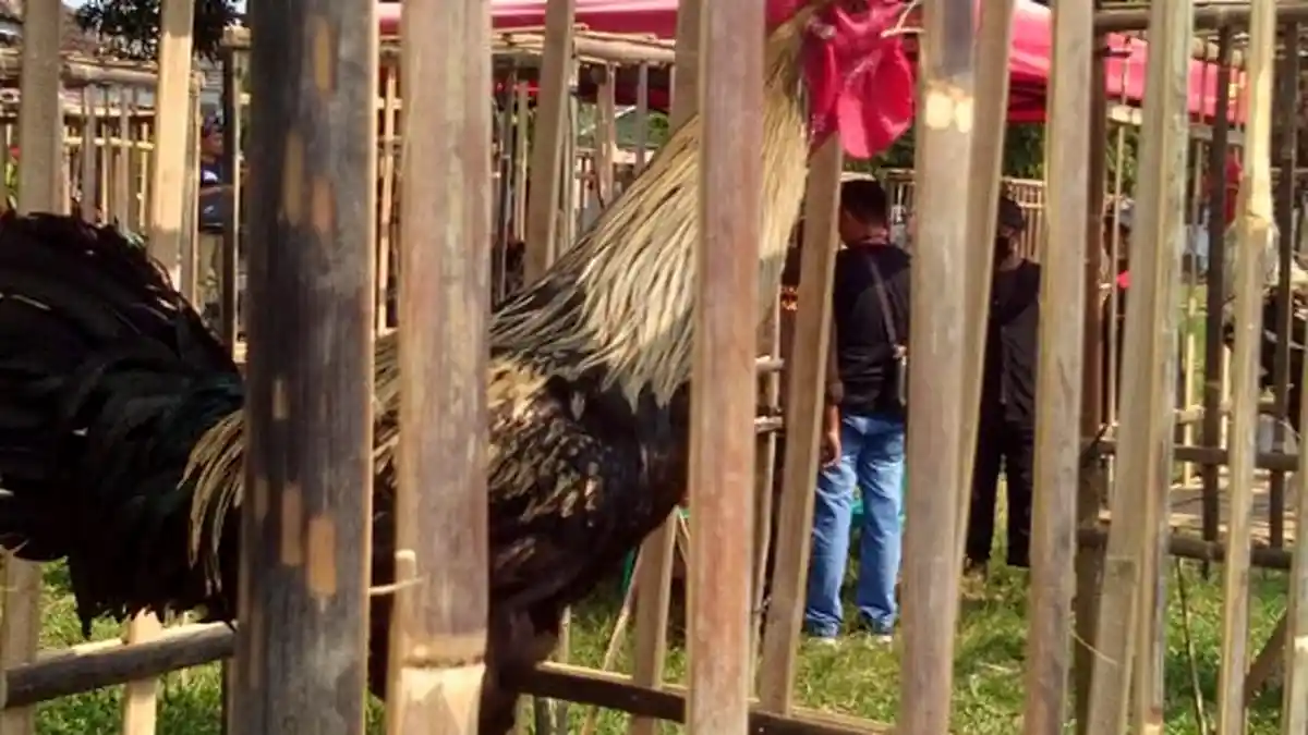 Komunitas Ayam Pelung Sidomulyo Gelar Latihan Bersama