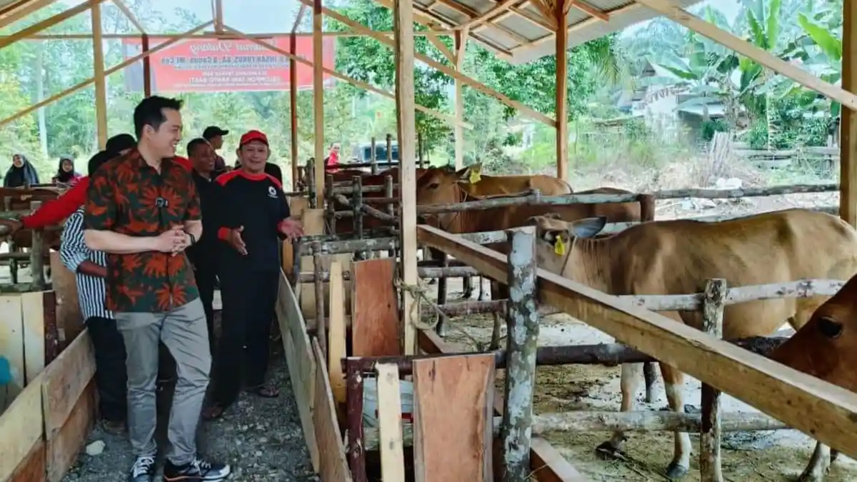 Bantu Puluhan Ekor Bibit Sapi, Ihsan: Kita Terus Support Kebutuhan Petani