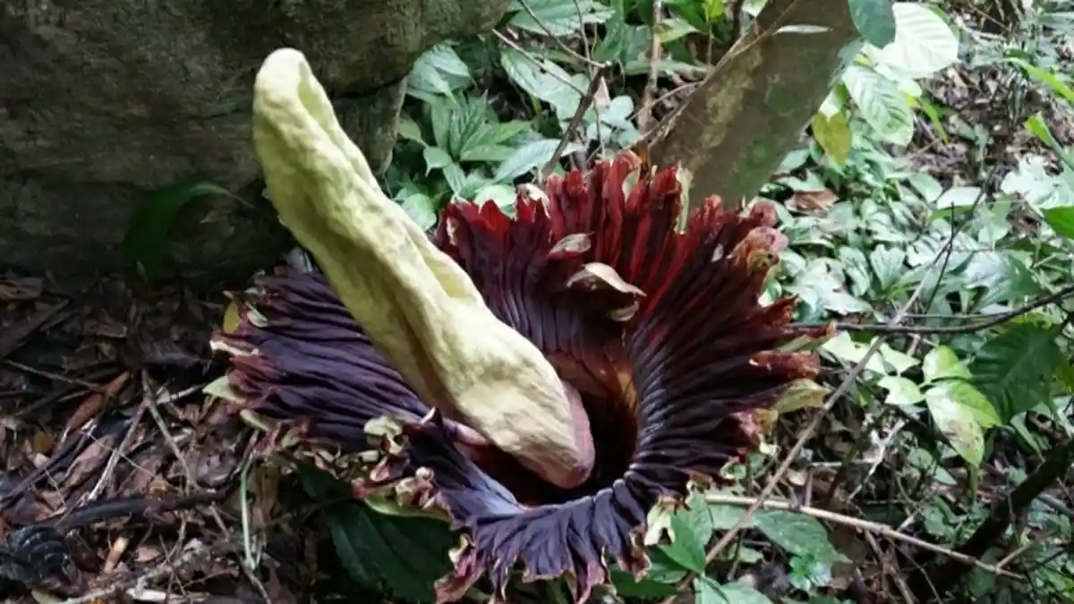 Sejumlah Fakta Bunga Bangkai Amorphophallus Titanum Becc Banyak Ditemui di Bahorok
