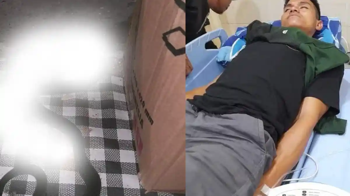 Viral Warga Mamuju Digigit Ular King Kobra saat Tidur di Kamar, Begini Kondisinya Sekarang