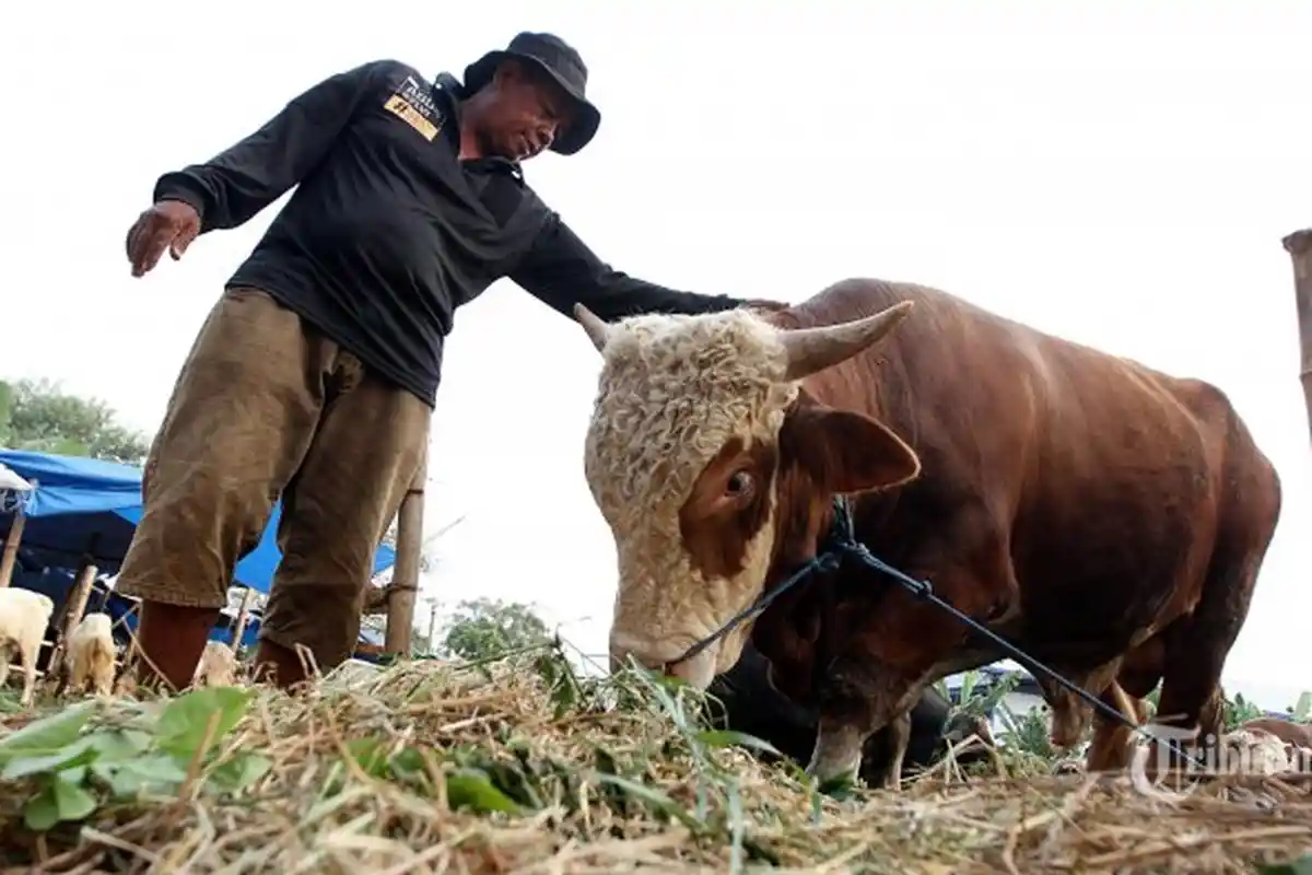 Panduan Penyelenggaraan Penyembelihan Hewan Qurban Idul Adha 1441 H Saat Pandemi Covid-19