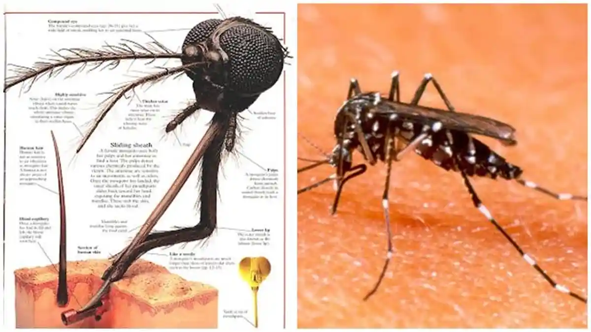 Jangan Abaikan, Gejala Awal Malaria Mirip Seperti Flu