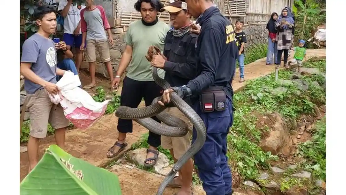 LAGI, ULAR KING KOBRA Hebohkan Warga Sumedang, Kali Ini Muncul di Selokan Dusun Bakom