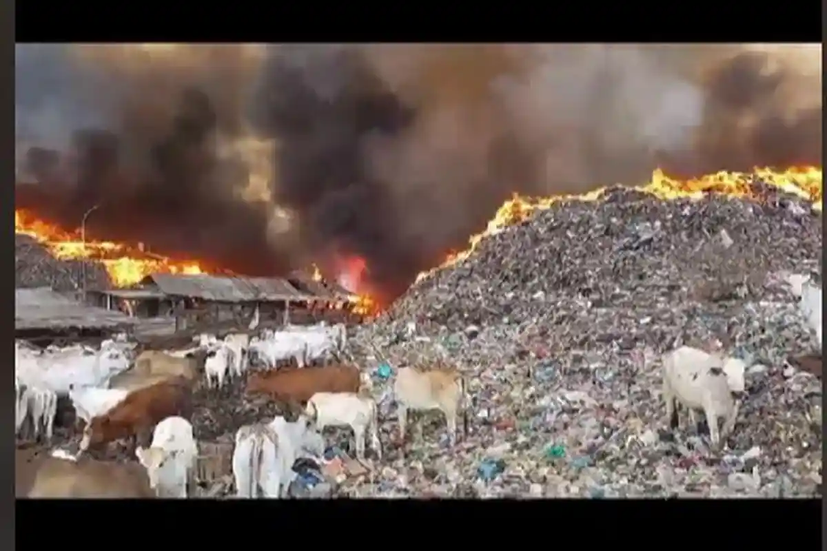 Viral Video Sapi Santai di Tengah Kebakaran TPA Jatibarang Semarang, Damkar: Ada Ratusan, 3 Tewas