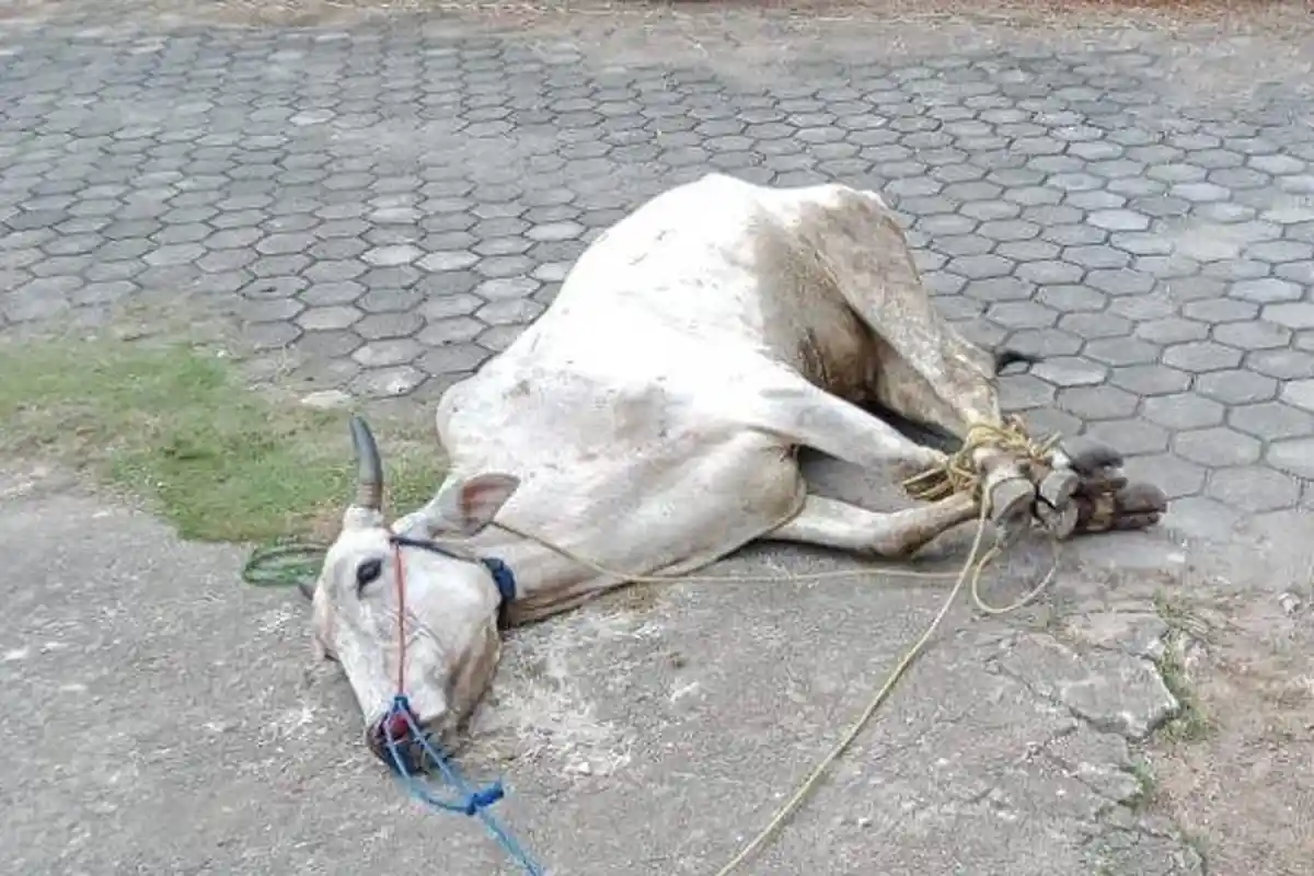 Distan Sebut Fenomena Penyembelihan Sapi Banyak Terjadi di Mesuji Akibat PMK