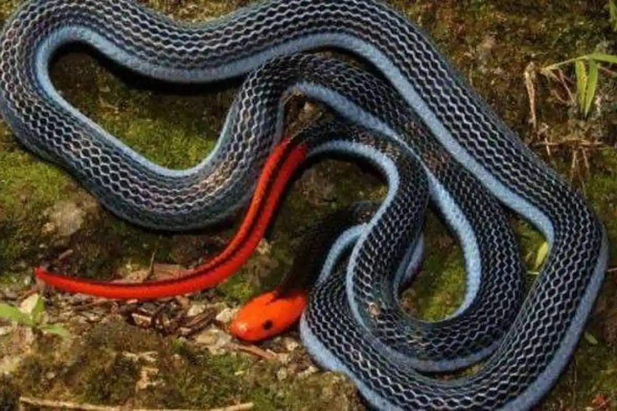 Teror Ular Cabe Merah di Sambas, Ternyata Pembunuh King Kobra Ini Punya Racun yang Bisa Menyembuhkan