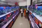 Melihat Kontes Ikan Louhan