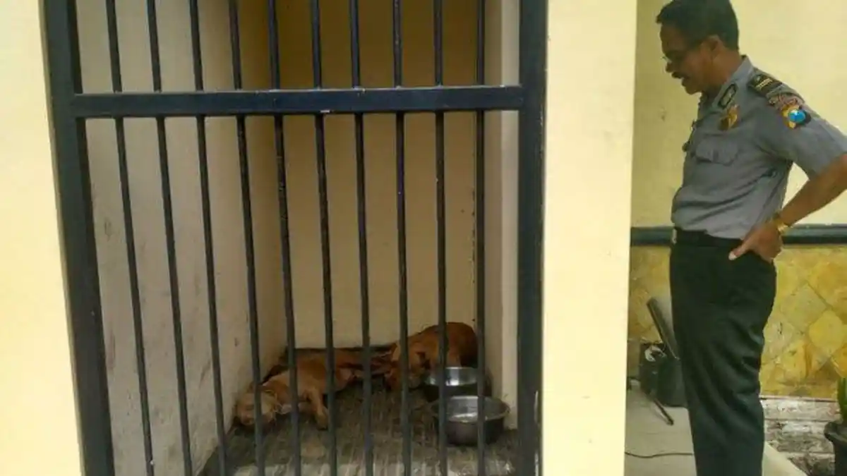 Anjing Pitbull  di Sawah Besar Serang Satpam Kompleks yang Berselisih dengan Majikannya