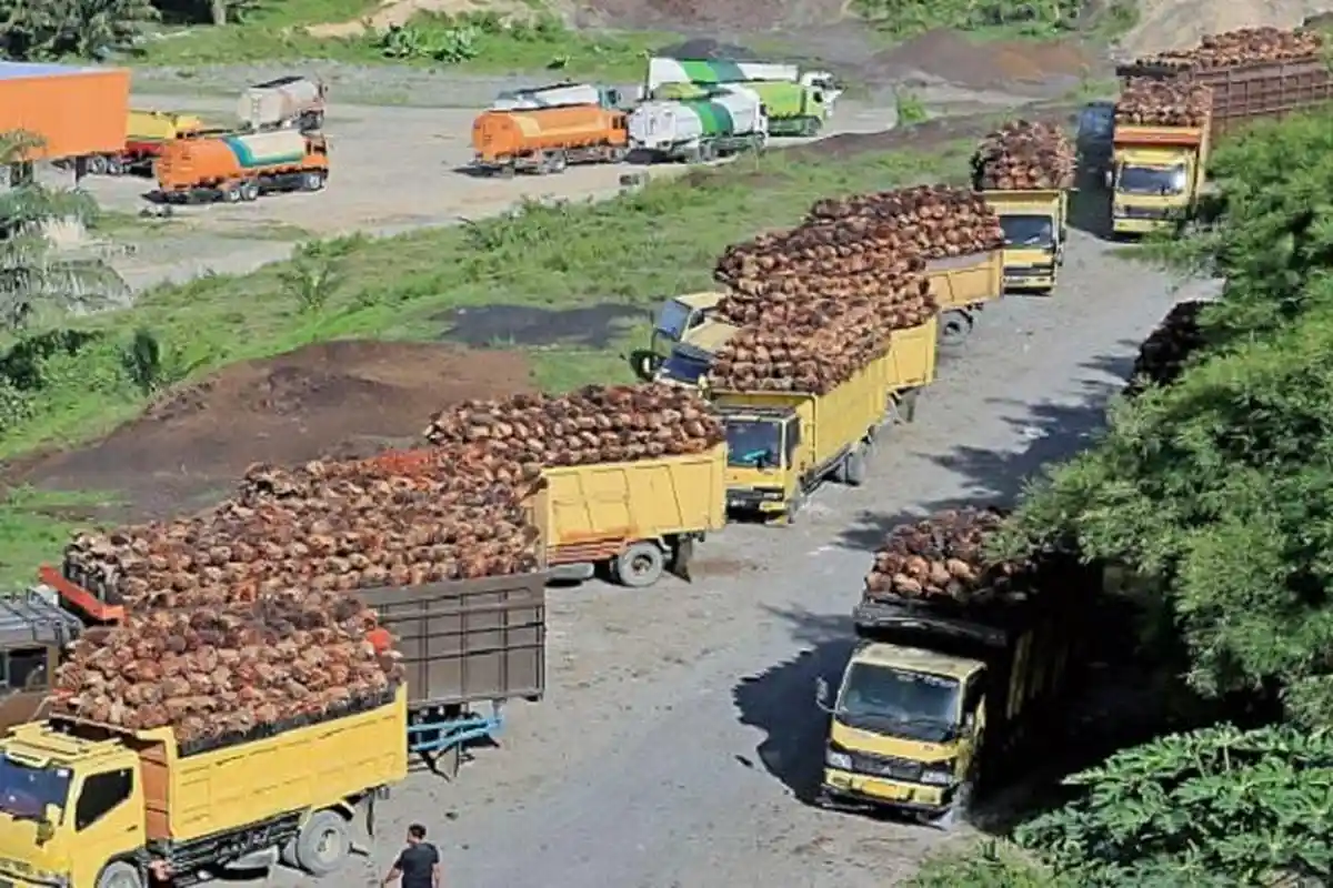 Harga TBS Kelapa Sawit Mulai Bergerak Naik, Segini Harga Sawit di Aceh Selatan