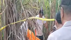 3-Minggu-Misteri-Wanita-Hamil-Tewas-di-Kebun-Tebu-Ogan-Ilir-Belum-Terungkap-Masih-Diselidiki-Polisi.jpg