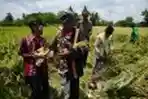 Tradisi Wiwitan