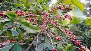 tanaman-kopi-di-wilayah-blok-cibunar-desa-linggajati-kecamatan-cilimus-kuningan2.jpg