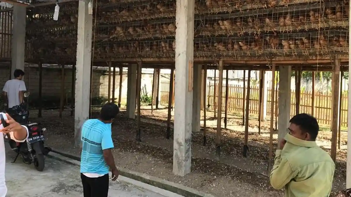 Tak Tahan Bau Busuk! Warga Tenilo Kota Gorontalo Protes Kandang Ayam di Tengah Permukiman